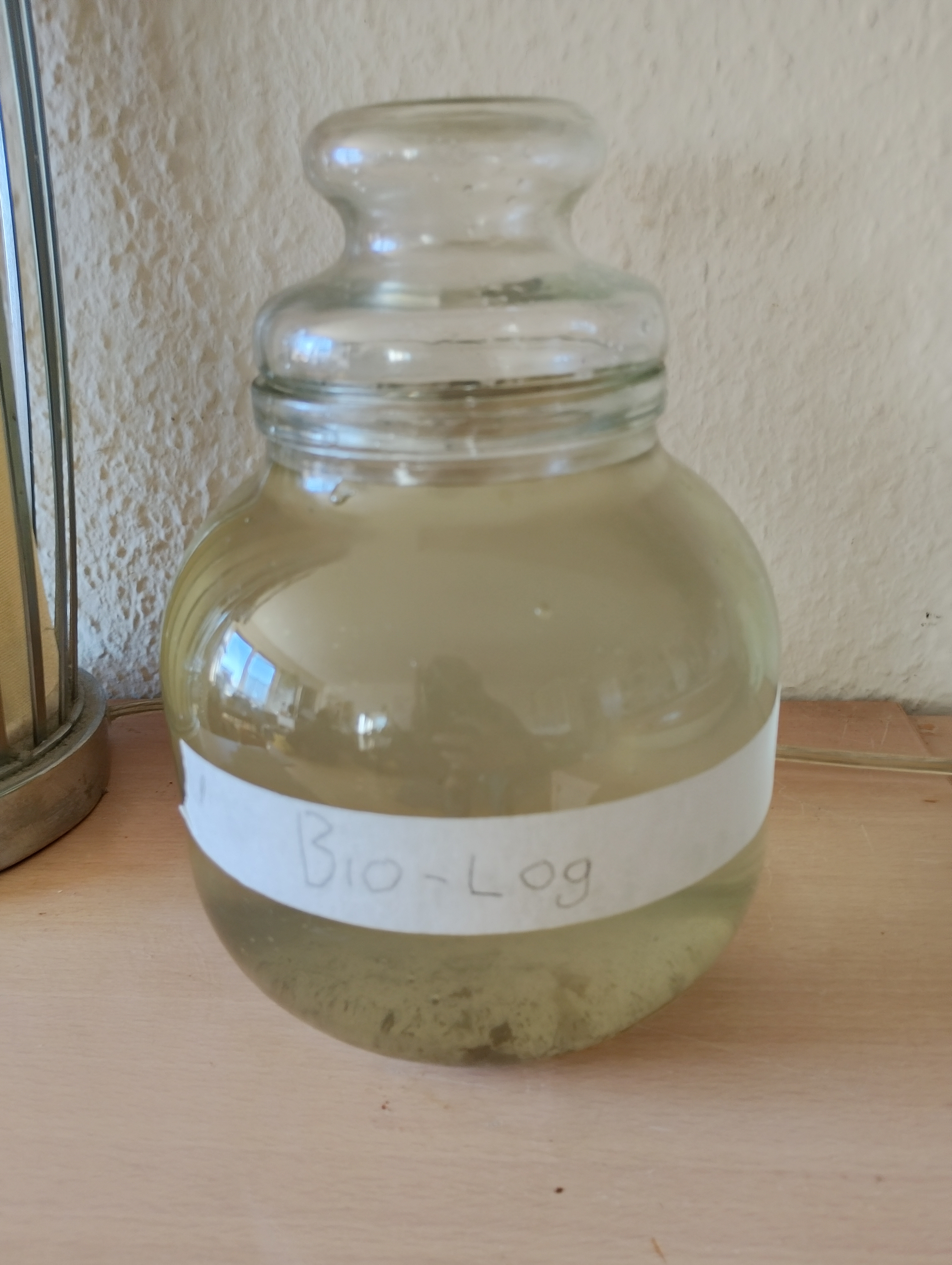 Glass vessel holding lake water at the start of the bio-log protocol.